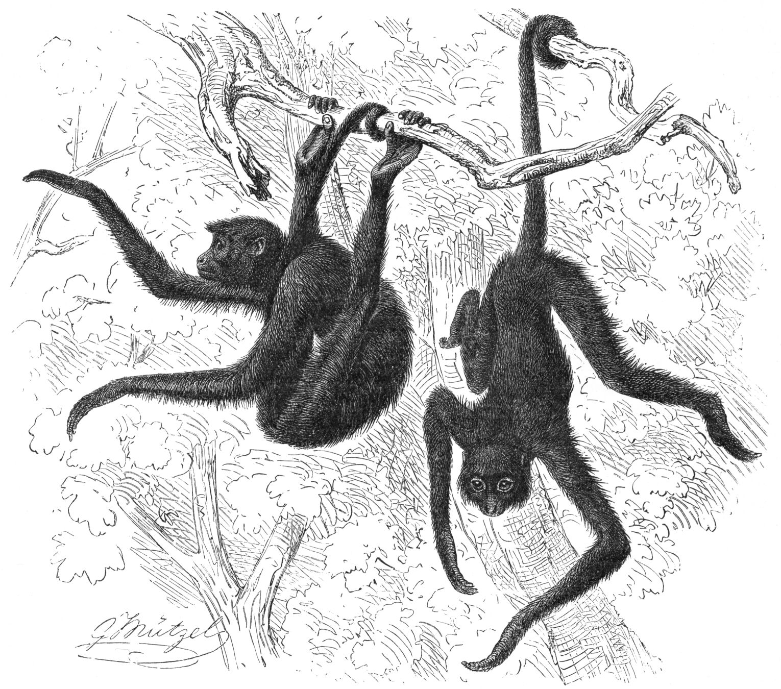 Gustav Mützel - Spider monkey s (Ateles) use of the prehensile tail. - https://commons.wikimedia.org/wiki/File:Klammeraffe-drawing.jpg